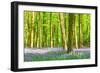 Spring Bluebell-Robert Maynard-Framed Premium Photographic Print