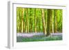 Spring Bluebell-Robert Maynard-Framed Premium Photographic Print