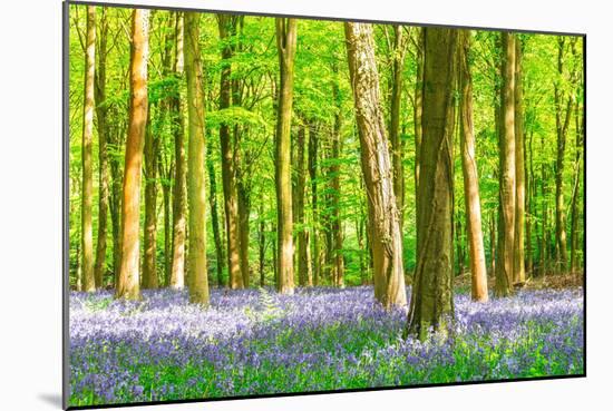 Spring Bluebell-Robert Maynard-Mounted Premium Photographic Print