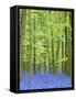 Spring Bluebells in Beech Woodland, Dockey Woods, Buckinghamshire-John Woodworth-Framed Stretched Canvas