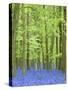 Spring Bluebells in Beech Woodland, Dockey Woods, Buckinghamshire-John Woodworth-Stretched Canvas