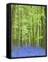 Spring Bluebells in Beech Woodland, Dockey Woods, Buckinghamshire-John Woodworth-Framed Stretched Canvas