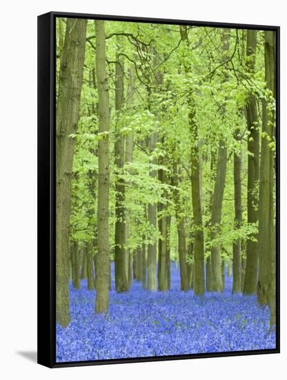 Spring Bluebells in Beech Woodland, Dockey Woods, Buckinghamshire-John Woodworth-Framed Stretched Canvas