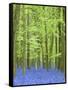 Spring Bluebells in Beech Woodland, Dockey Woods, Buckinghamshire-John Woodworth-Framed Stretched Canvas