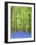 Spring Bluebells in Beech Woodland, Dockey Woods, Buckinghamshire-John Woodworth-Framed Photographic Print