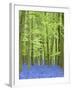 Spring Bluebells in Beech Woodland, Dockey Woods, Buckinghamshire-John Woodworth-Framed Photographic Print