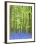 Spring Bluebells in Beech Woodland, Dockey Woods, Buckinghamshire-John Woodworth-Framed Photographic Print