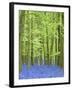 Spring Bluebells in Beech Woodland, Dockey Woods, Buckinghamshire-John Woodworth-Framed Photographic Print