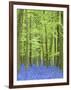 Spring Bluebells in Beech Woodland, Dockey Woods, Buckinghamshire-John Woodworth-Framed Photographic Print