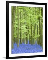 Spring Bluebells in Beech Woodland, Dockey Woods, Buckinghamshire-John Woodworth-Framed Photographic Print