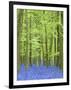 Spring Bluebells in Beech Woodland, Dockey Woods, Buckinghamshire-John Woodworth-Framed Photographic Print