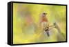 Spring Bluebird-Jai Johnson-Framed Stretched Canvas