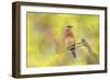 Spring Bluebird-Jai Johnson-Framed Giclee Print