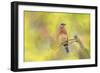 Spring Bluebird-Jai Johnson-Framed Giclee Print