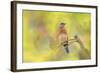 Spring Bluebird-Jai Johnson-Framed Giclee Print