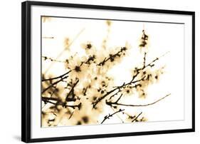 Spring Blush-Katja Marzahn-Framed Giclee Print