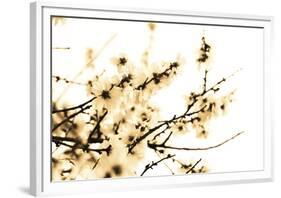 Spring Blush-Katja Marzahn-Framed Giclee Print