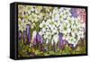 Spring Border: Hellebores, Crocus and Violets-Joan Thewsey-Framed Stretched Canvas