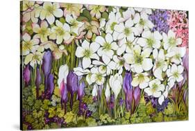 Spring Border: Hellebores, Crocus and Violets-Joan Thewsey-Stretched Canvas