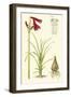 Spring Bounty III-Samuel Curtis-Framed Art Print