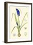 Spring Bounty IV-Samuel Curtis-Framed Art Print