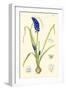 Spring Bounty IV-Samuel Curtis-Framed Art Print