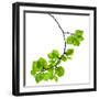 Spring Branch with Fresh Green Leaves  Isolated on White Background-Madlen-Framed Photographic Print