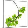 Spring Branch with Fresh Green Leaves  Isolated on White Background-Madlen-Mounted Photographic Print