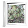 Spring Branches-Dianne Poinski-Framed Art Print