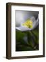 Spring breeze-Heidi Westum-Framed Photographic Print