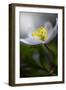 Spring breeze-Heidi Westum-Framed Photographic Print