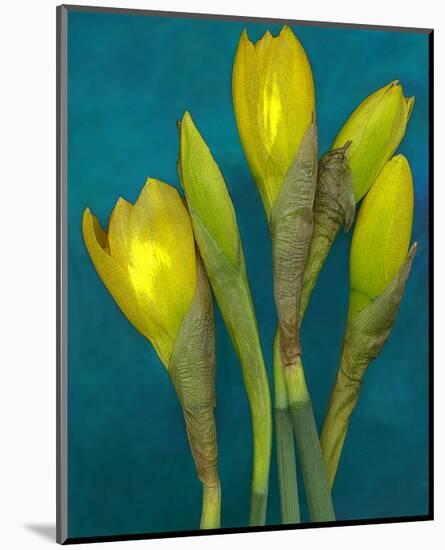 Spring Buds yellow Blue Daffodils-null-Mounted Art Print