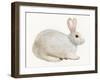 Spring Bunny IV White-Kathleen Parr McKenna-Framed Art Print