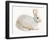 Spring Bunny IV White-Kathleen Parr McKenna-Framed Art Print