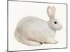 Spring Bunny IV White-Kathleen Parr McKenna-Mounted Art Print