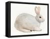 Spring Bunny IV White-Kathleen Parr McKenna-Framed Stretched Canvas