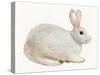 Spring Bunny IV White-Kathleen Parr McKenna-Stretched Canvas