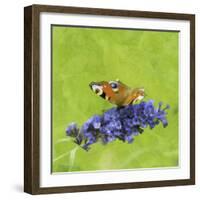 Spring Butterfly-Viviane Fedieu Daniel-Framed Photographic Print