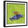 Spring Butterfly-Viviane Fedieu Daniel-Framed Photographic Print