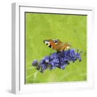 Spring Butterfly-Viviane Fedieu Daniel-Framed Photographic Print