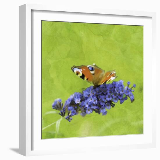 Spring Butterfly-Viviane Fedieu Daniel-Framed Photographic Print