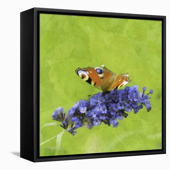 Spring Butterfly-Viviane Fedieu Daniel-Framed Stretched Canvas