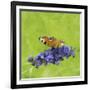 Spring Butterfly-Viviane Fedieu Daniel-Framed Photographic Print