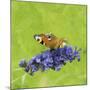 Spring Butterfly-Viviane Fedieu Daniel-Mounted Photographic Print