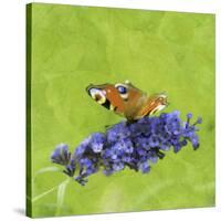 Spring Butterfly-Viviane Fedieu Daniel-Stretched Canvas