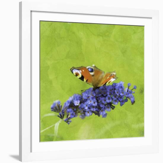 Spring Butterfly-Viviane Fedieu Daniel-Framed Photographic Print