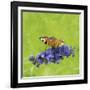 Spring Butterfly-Viviane Fedieu Daniel-Framed Photographic Print