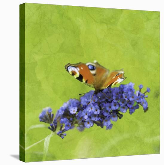 Spring Butterfly-Viviane Fedieu Daniel-Stretched Canvas