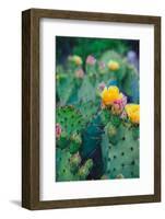 Spring Cacti No. 1-Sonja Quintero-Framed Photographic Print