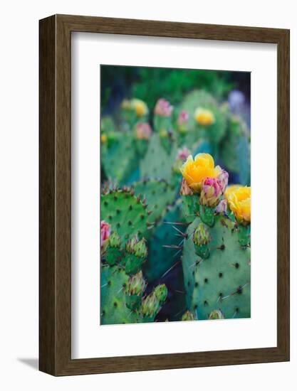 Spring Cacti No. 1-Sonja Quintero-Framed Photographic Print